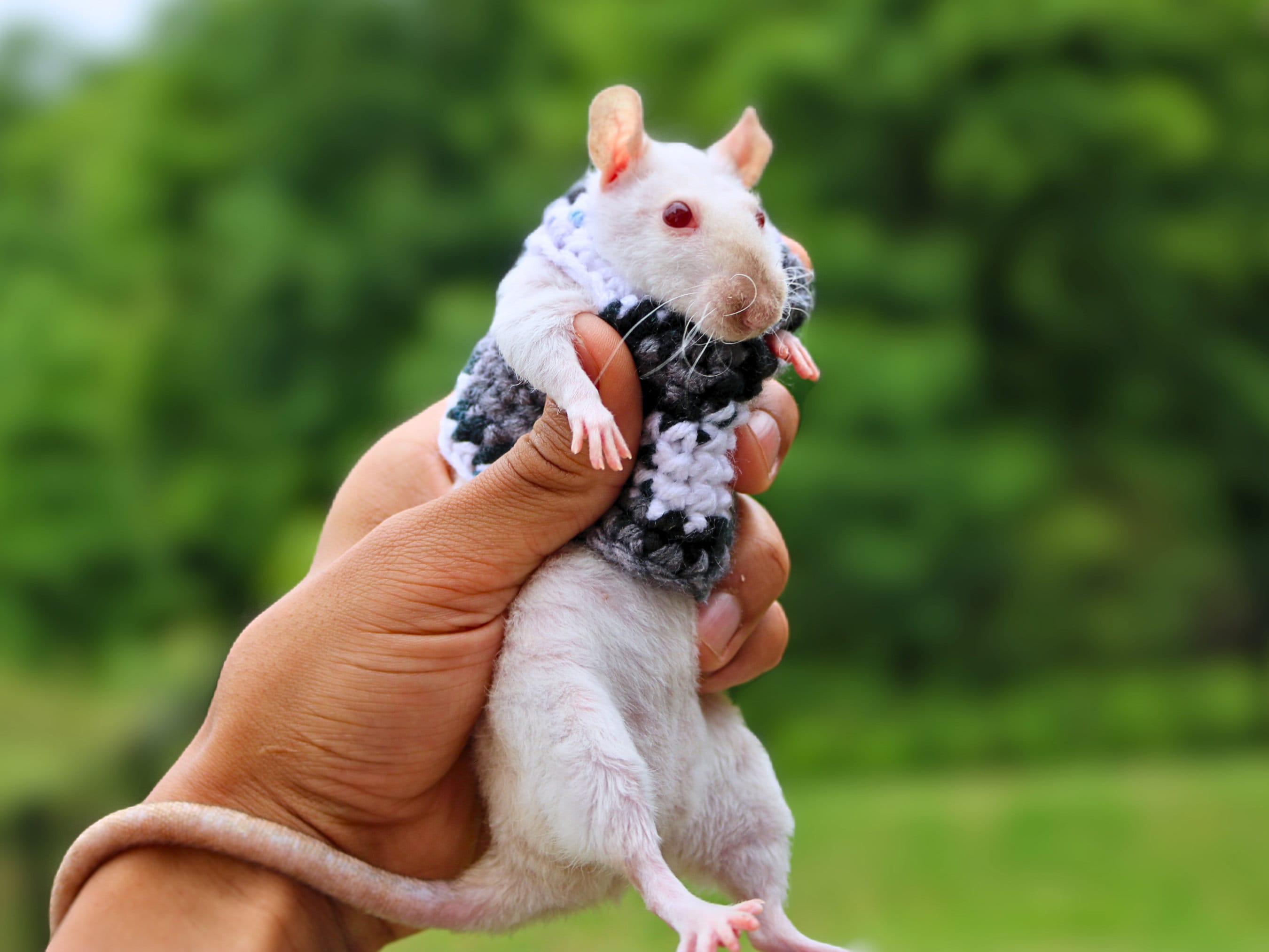Rat Sweater for Rat Crochet Sweater for Small Pet Sweater for