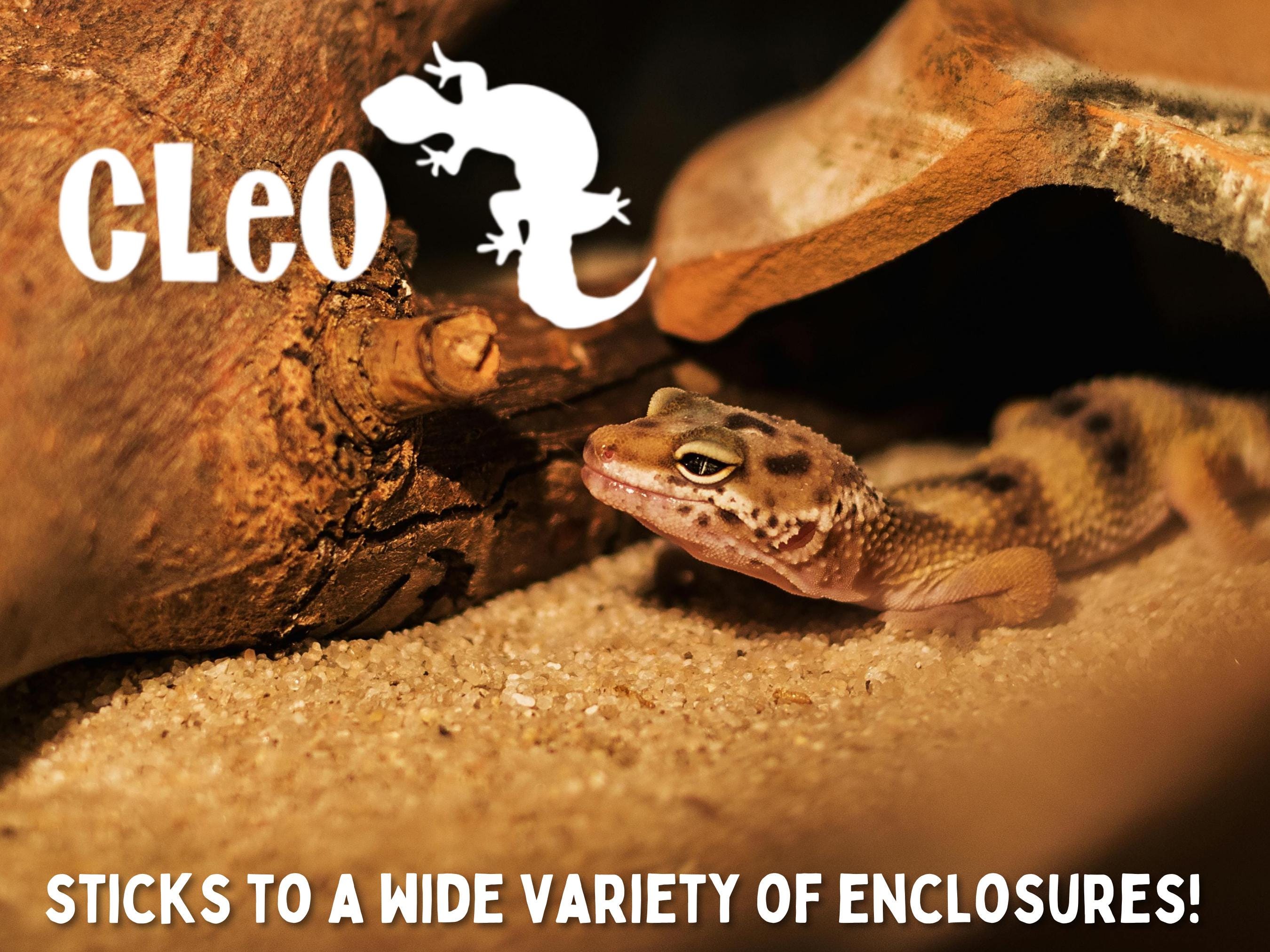 昨日はレオパ（ヒョウモントカゲモドキ）🦎の卵詰まりの手術をしました。 卵詰まりは早期発見早期治療が大事です。  卵詰まりを乗り越えれば、長生きすることも多いです！ 気になる事があれば、ご相談お待ちしています☺️ 市川 ・ #日本ペット診療所 #パンク町田 #動物  ..., image size:2700x2025