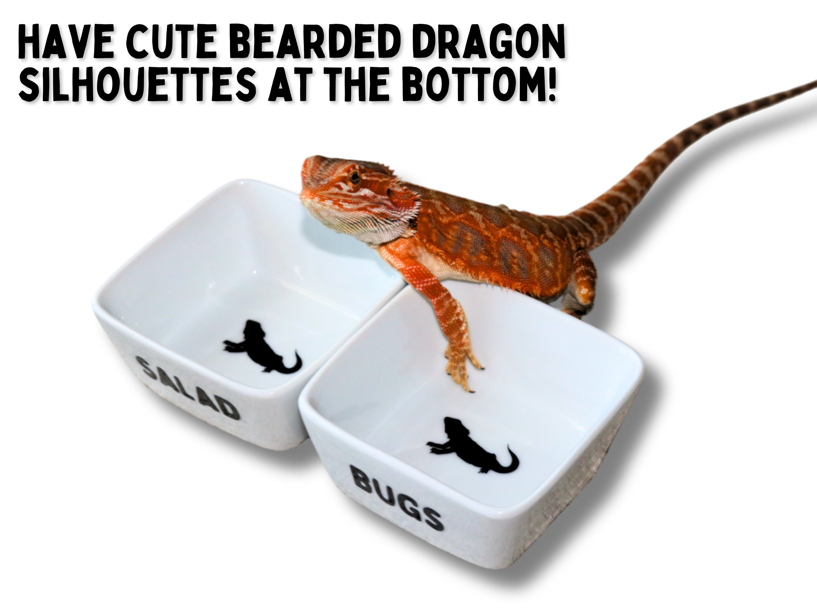 Bearded Dragon Food Bowl for Reptile Feeding Dish for Bearded 