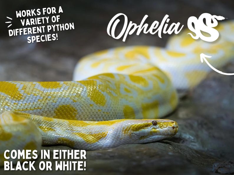 May include: A close-up of a yellow and white python snake with the text "Ophelia" written above it. The text "WORKS FOR A VARIETY OF DIFFERENT PYTHON SPECIES!" is in the top left corner of the image. The text "COMES IN EITHER BLACK OR WHITE!" is in the bottom left corner of the image.