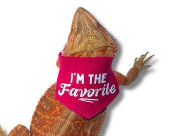 May include: A pink lizard bandana with the text "I'm the Favorite" in white. The bandana is worn by a bearded dragon.