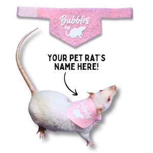 May include: A pink pet rat bandana with the word "Bubbles" written on it. The bandana is shown on a white rat.