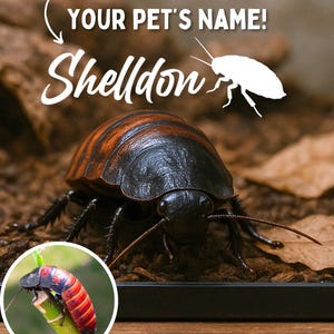 Könnte beinhalten: Nahaufnahme einer großen, schwarzen und braunen Kakerlake mit langen Antennen. Die Kakerlake befindet sich auf einem Bett aus braunem Mulch. Der Text "YOUR PET'S NAME! Sheldon" ist im Hintergrund sichtbar.