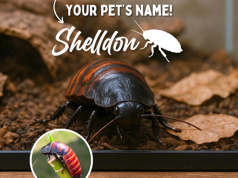 Custom Cockroach Madagascar Hissing Cockroach Name Decal for Pet Roach Enclosure ...