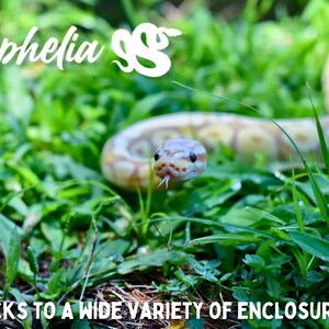 May include: A close-up of a light brown and white snake with a black tongue sticking out. The snake is in a grassy area with green leaves. The text "Ophelia SS" is in the top left corner of the image. The text "STICKS TO A WIDE VARIETY OF ENCLOSURES!" is at the bottom of the image.