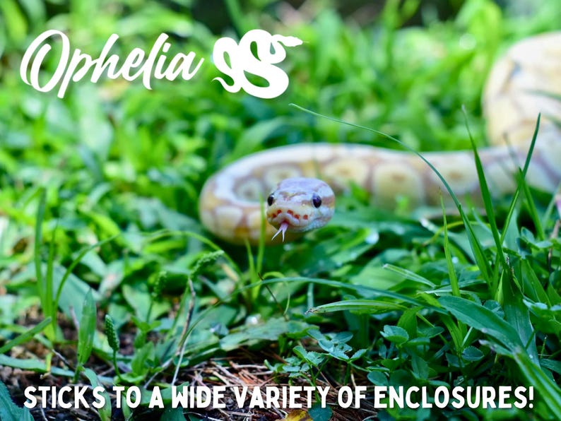 May include: A close-up of a light brown and white snake with a black tongue sticking out. The snake is in a grassy area with green leaves. The text "Ophelia SS" is in the top left corner of the image. The text "STICKS TO A WIDE VARIETY OF ENCLOSURES!" is at the bottom of the image.