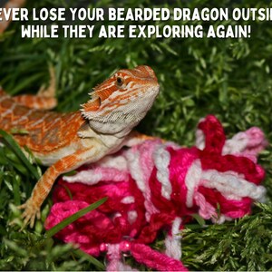 May include: A bearded dragon lizard with orange and white scales is sitting in green grass with pink and white yarn. The text "NEVER LOSE YOUR BEARDED DRAGON OUTSIDE WHILE THEY ARE EXPLORING AGAIN!" is above the lizard.