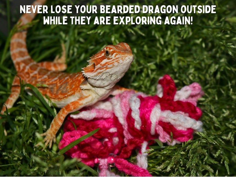 May include: A bearded dragon lizard with orange and white scales is sitting in green grass with pink and white yarn. The text "NEVER LOSE YOUR BEARDED DRAGON OUTSIDE WHILE THEY ARE EXPLORING AGAIN!" is above the lizard.