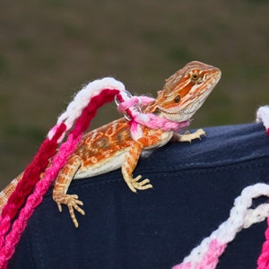 May include: A bearded dragon lizard wearing a pink and white crocheted leash on a person's shoulder.