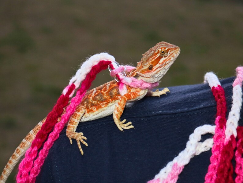 May include: A bearded dragon lizard wearing a pink and white crocheted leash on a person's shoulder.