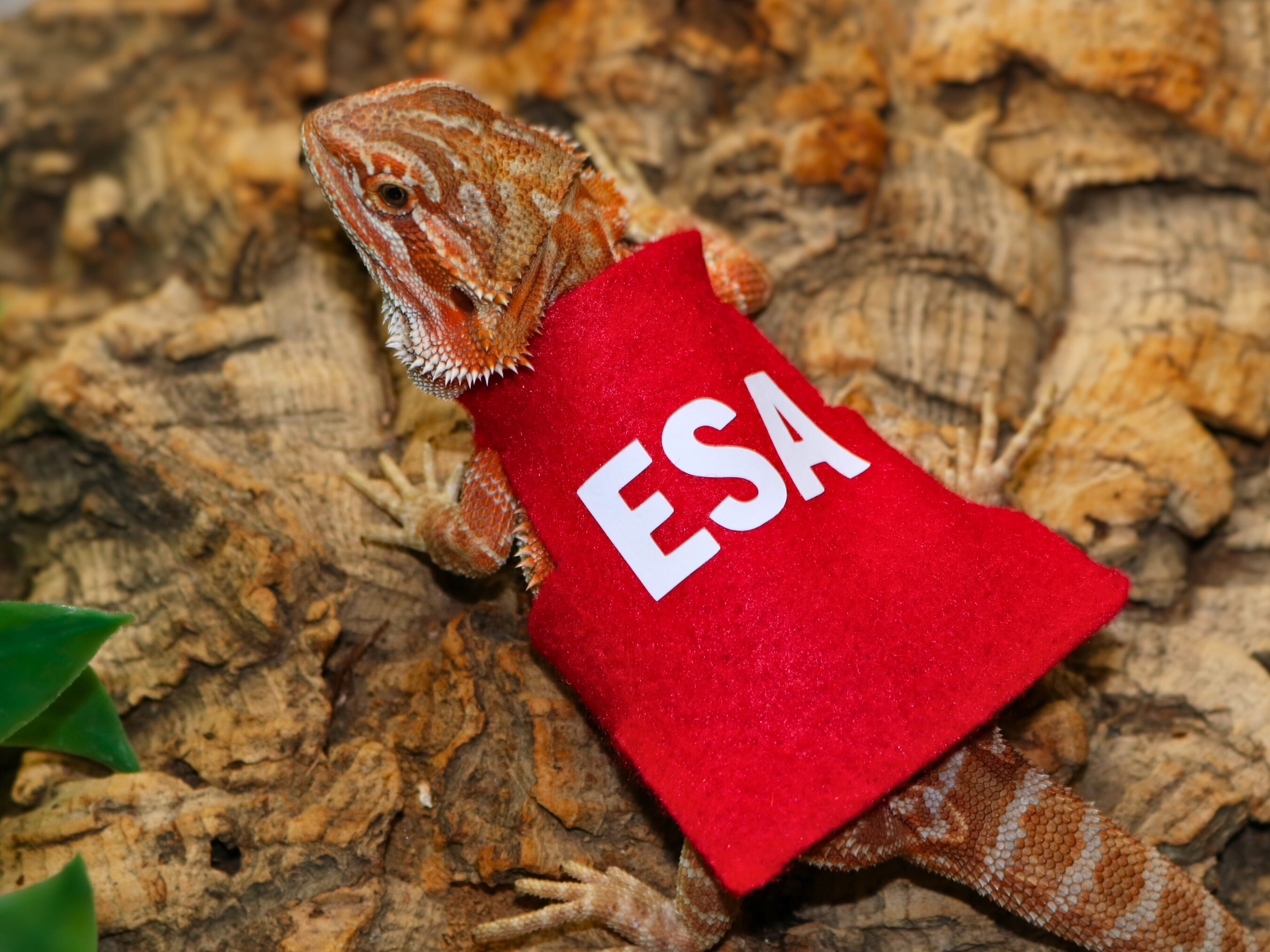 thumbnail image 2 of Bearded Dragon Memorial Gift, Personalized Bearded Dragon Memorial Picture Frame Pet Lizard Remembrance Gift, Pet Reptile Sympathy Pet Loss 2 of 9