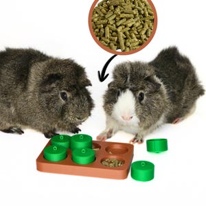 May include: Two guinea pigs with dark gray fur are featured, alongside a brown and green puzzle feeder. The feeder has green lids and contains pellets. A circular inset shows a close-up of the pellets. The image is on a white background.