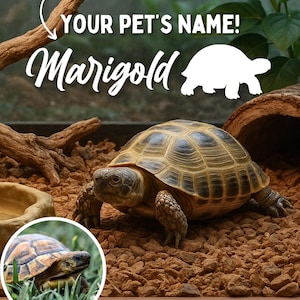 Tortoise Name Decal for Pet Tortoise Enclosure Accessories for Russian Tortoise, Sulcata, Red-Footed Tortoise Decal for Tortoise Enclosure