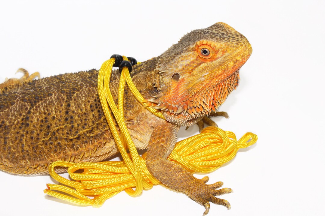 Reptile Harness for Bearded Dragons Reptile Leash One Size Fits Most Reptile Harness for
