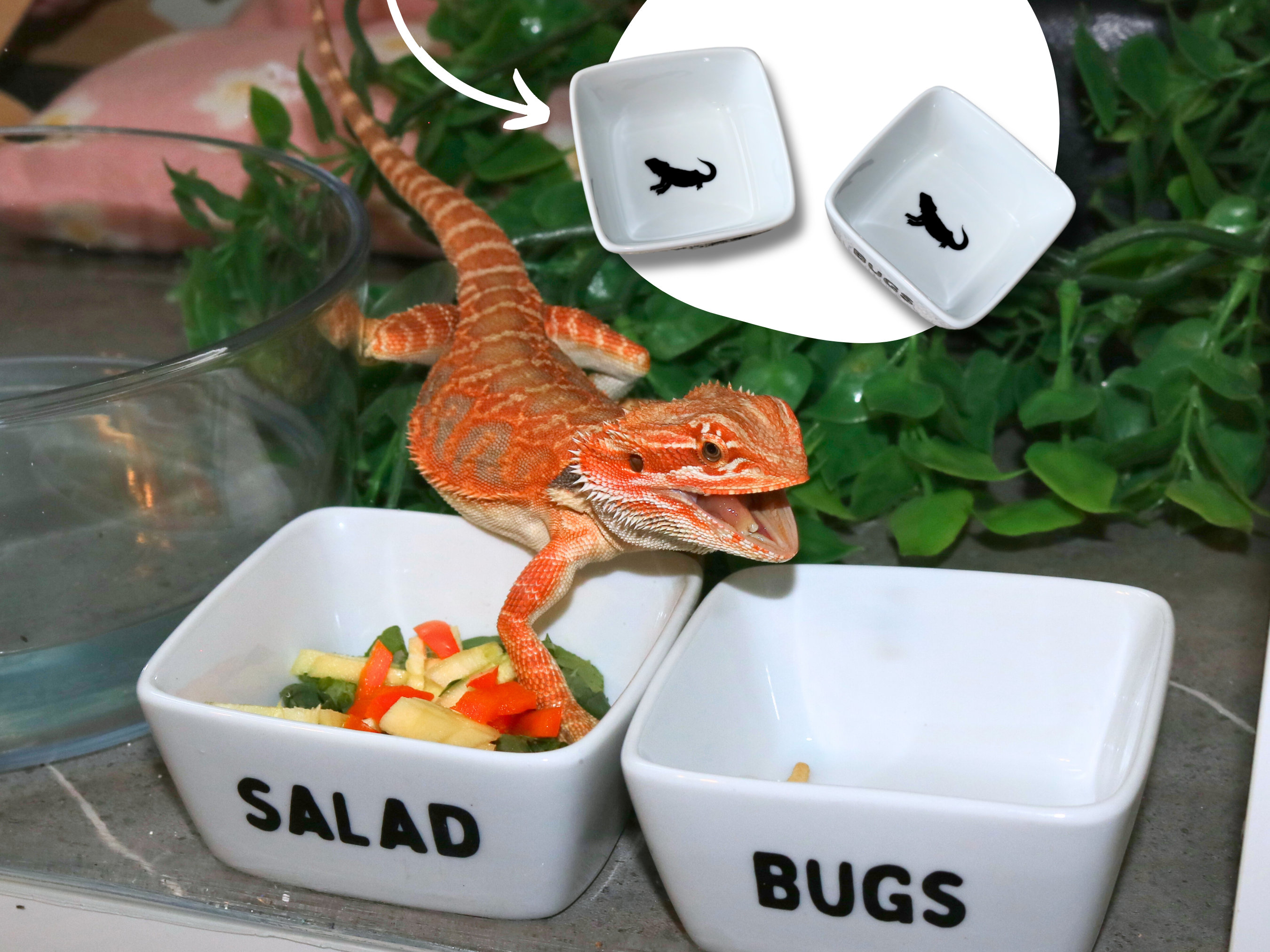 Bearded dragon food and water bowls 2025