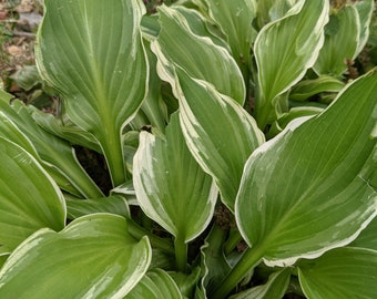 Hosta Plantaginea Etsy