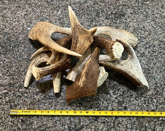2 Pounds of Maine Moose Antler Dog Chews! XL / Large / Medium Dogs!