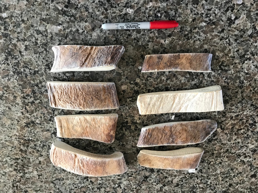 2 Pounds of Maine Moose Antler Dog Chews Quality Paddle Pieces Sm / Med