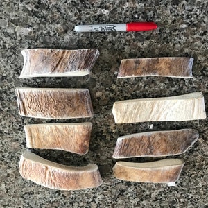 May include: Eight antler dog chews of varying sizes and shapes, arranged in two rows of four on a gray speckled countertop. The chews are a light brown color with a white, grainy texture.