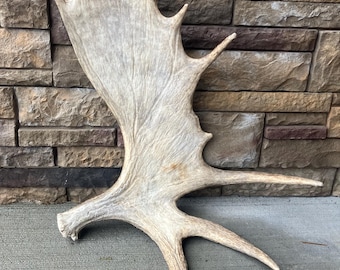 Large Maine Moose Antler! Moose Shed! Deer, Taxidermy, Man Cave, Crafts