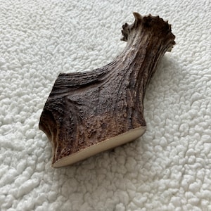 ¡Masticable grande para perros con base de asta de alce! Ciervo, manualidades