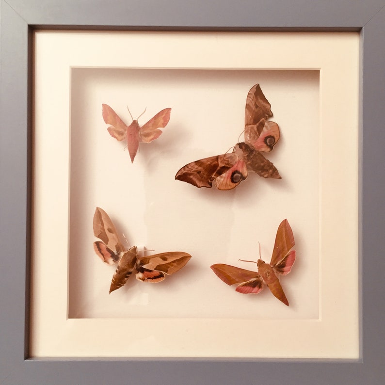 Echte Schmetterlinge im Bilderrahmen | Etsy