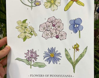 Pennsylvania Wildflower Print | 8" x 10" Print | Pennsylvania State Wall Art | Watercolor Wildflower Illustrations | Floral Art Prints
