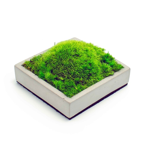 Preserved Moss Decor Concrete Tray| Norwegian Pole Bunn Cushion Stabilized Mood Moss | Square Beton Tray