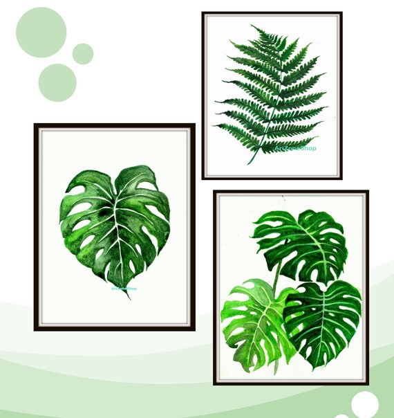 philodendron bipinnatifidum selloum Philodendron Bipinnatifidum – Greenvenao main image 1
