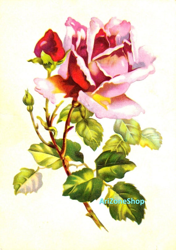 Vintage pink rose postcard Digital Printable JPEG Floral print Etsy