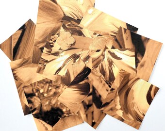 Sepia Parrot Tulip Stickers: Matte Scrapbook Paper for Journaling