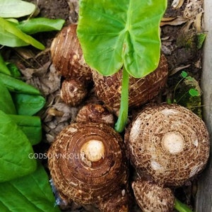 Bulbes de taro Colocasia Esculenta rares à oreilles d'éléphant - rhizomes de plantes exotiques uniques