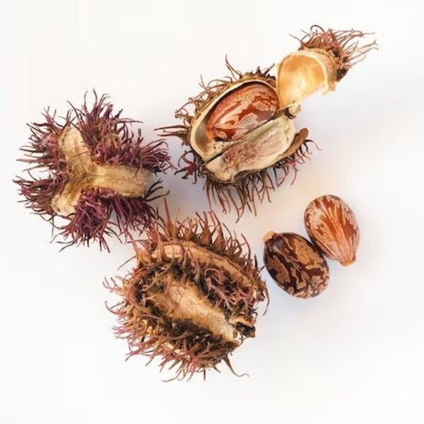 Castor Organic Seeds - Ricinus Communis | Natural Seeds, Home Remedies"Ricinus Communis, also known as Castor, Medicinal Herb Use, avanakku