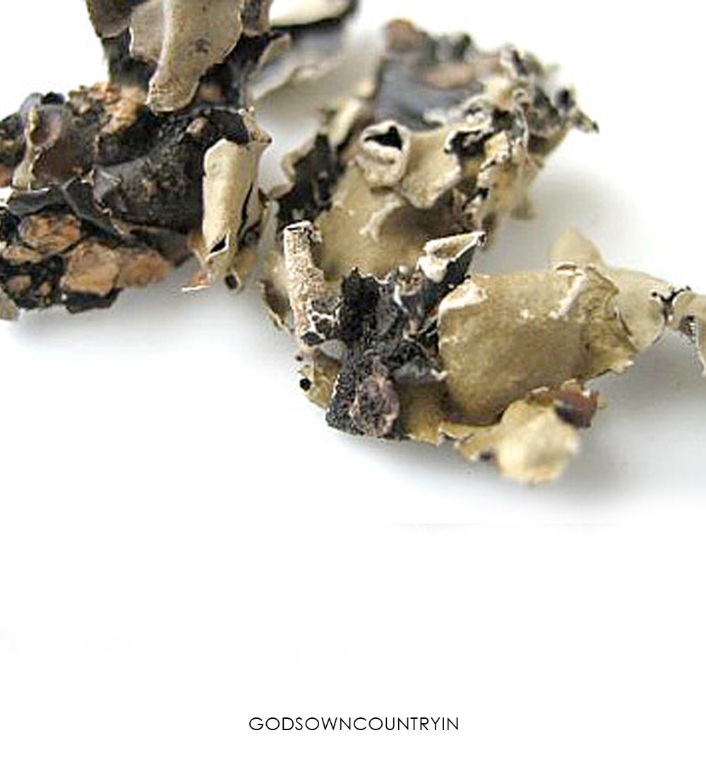 Indian Black Stone Flower Parmotrema Perlatum Kallu Hoovu Etsy