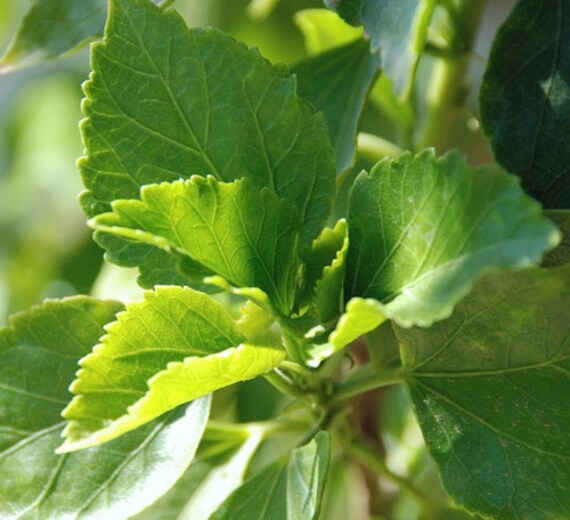 Hibiscus leaves on sale for hair