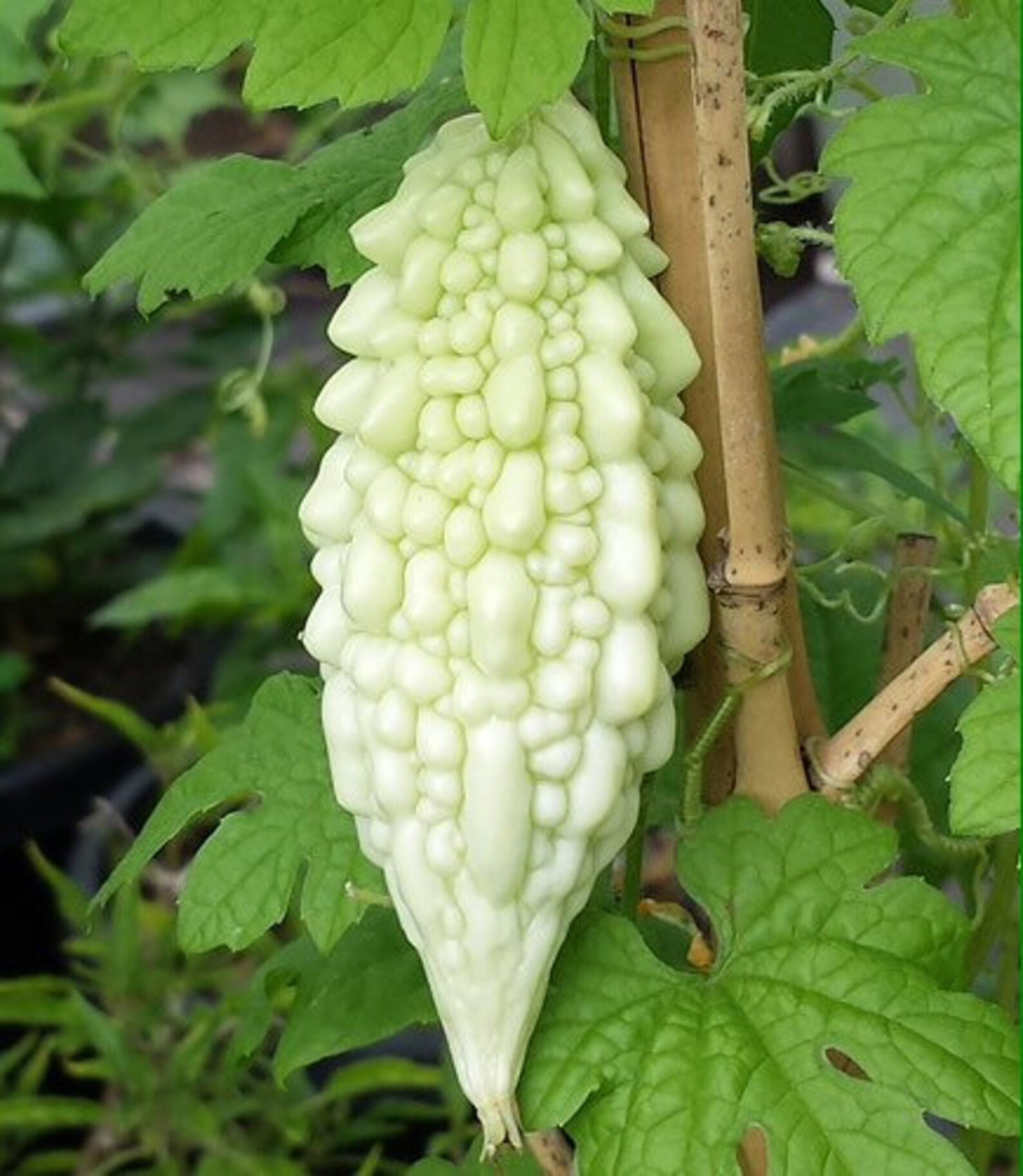 BITTER GOURD Seeds for Kitchen Plantation MOMORDICA Etsy