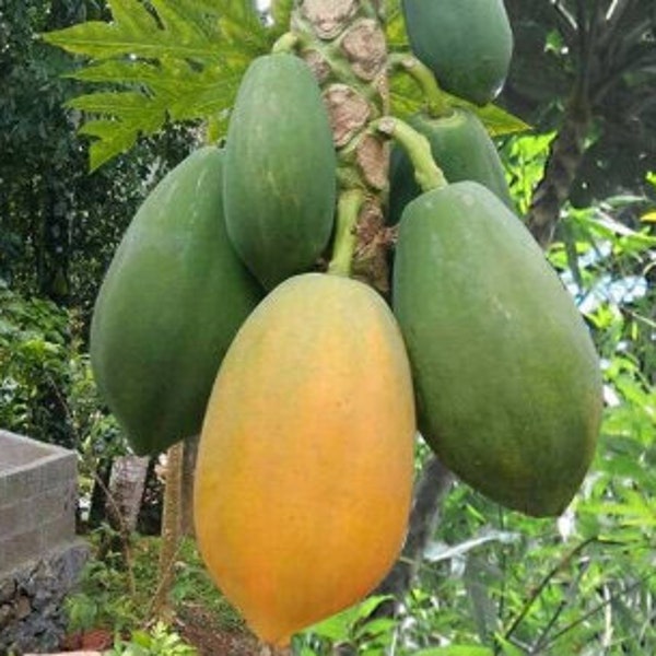 Organic Papaya Seeds for Growing Papaya Trees