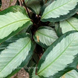 calathea roseopicta seltene frische