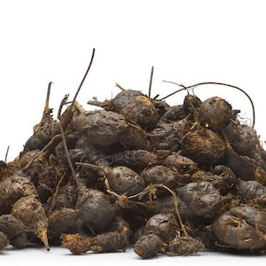 Mustaka (Nut Grass) - muthanga Organic Ayurvedic Herb for Wellness & Herbal Remedies"