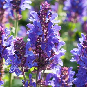 Magische Minzsamen: Weisser Salbei, Lady Salvia - Purple Sticky, Sally D! Sehersalbei für Gartenarbeit - Blumenpflanzensamen