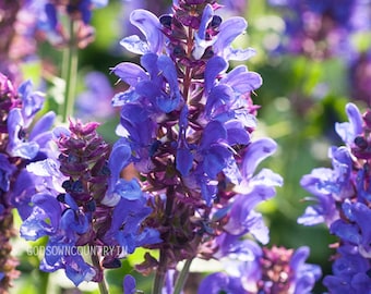 Magic Mint Seeds: Diviner's Sage, Lady Salvia - Purple Sticky, Sally D! Seer's Sage for Gardening - Flower Plant Seeds