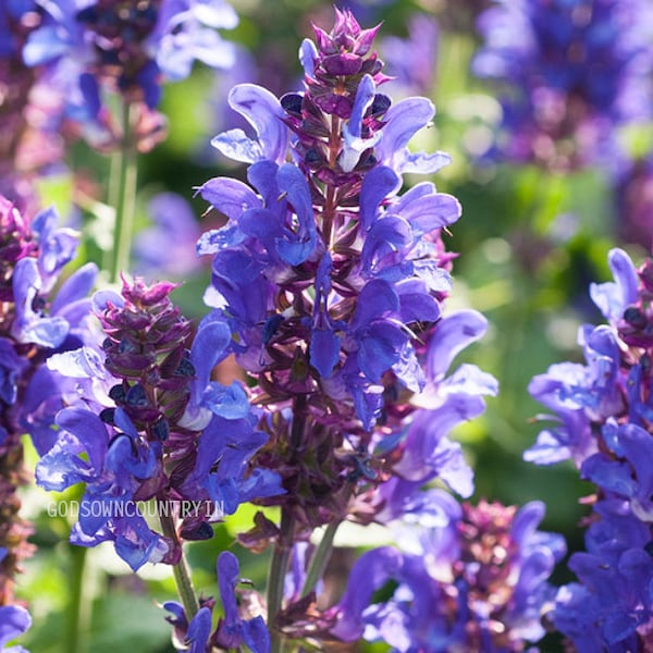 Magic Mint Seeds: Diviner's Sage, Lady Salvia - Purple Sticky, Sally D! Seer's Sage for Gardening - Flower Plant Seeds