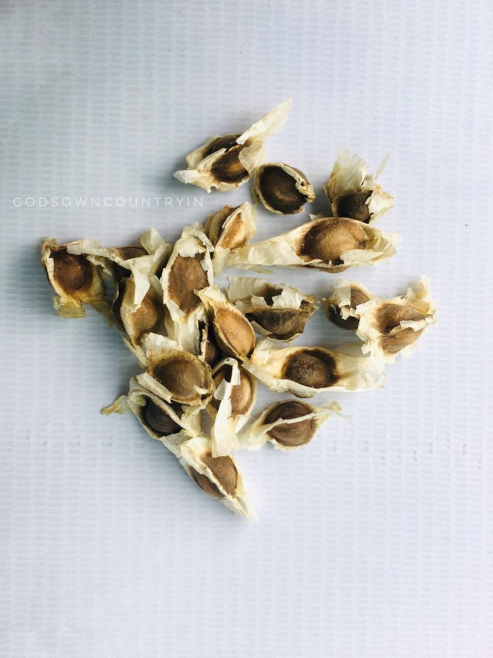ORGANIC Fresh EX Rare Drumstick Seeds Provided by Moringa Etsy