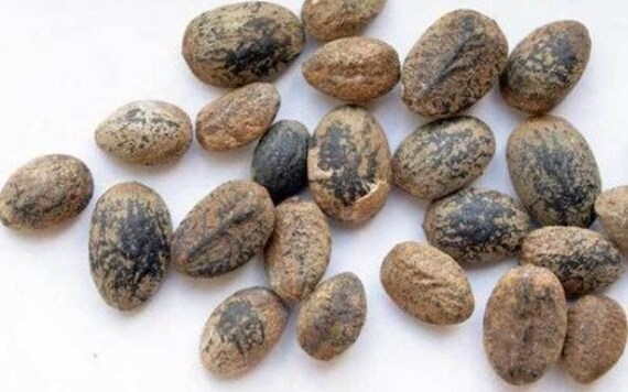 Croton Penduliflorus Seeds NEERVALAM Aworoso Seed, Croton Tiglium Seed,  Habbatul Muluk, Jamalgota Medicinal Seeds for Herbal Healing - Etsy