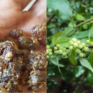 Indian Bdellium-Tree (Gugal/Guggul/Gugul) - Mukul Myrrh Tree | Medicinal Resin, Herbal Use Only