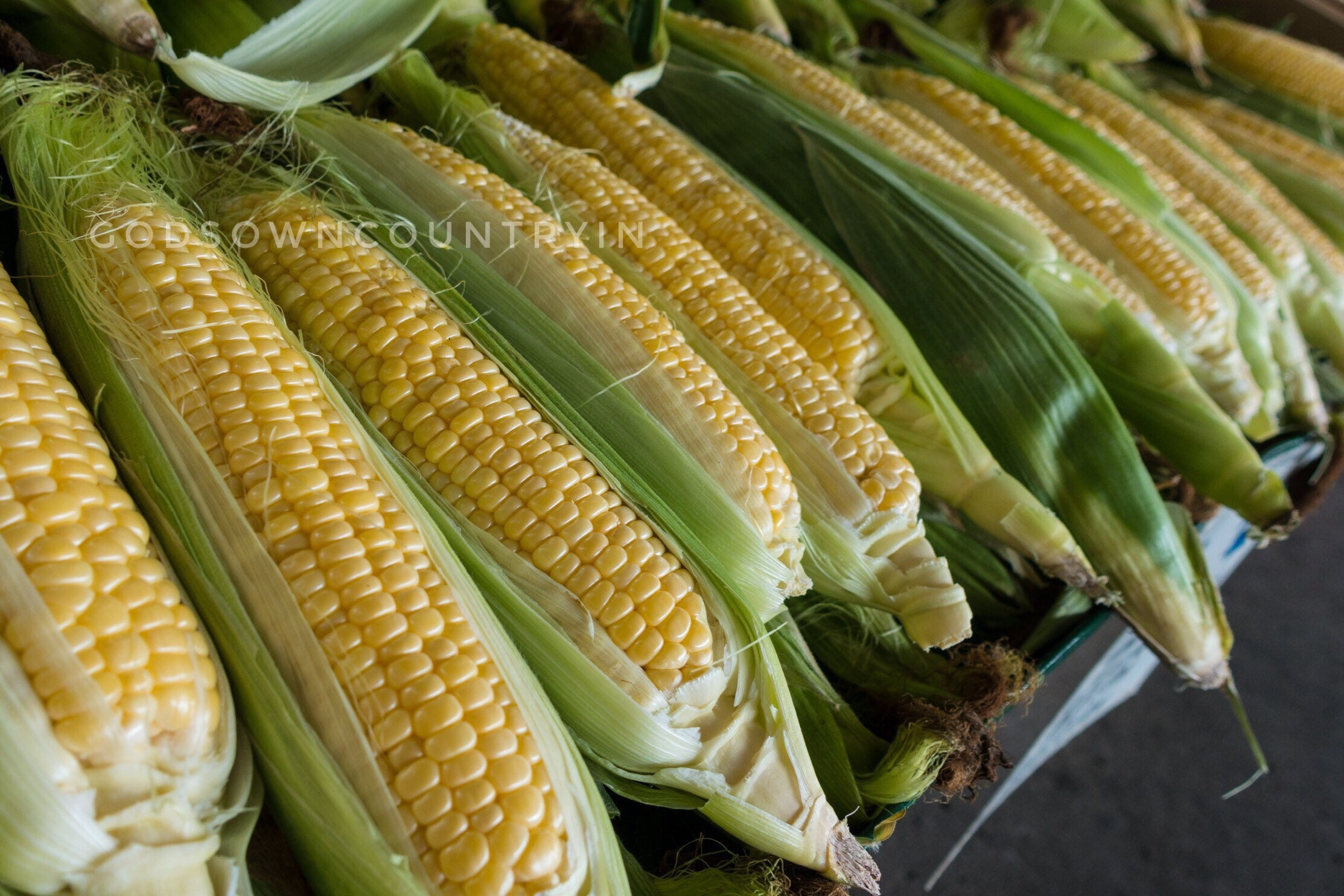 100 Sweet Corn Maize Seeds Fruit Organic Healthy Food Home Garden Rare Heirloom 100 Sweet Corn Maize Seeds Fruit Organic Healthy Food Home Garden Rare Heirloom