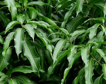 Feuille de mangue biologique : feuilles séchées pour l'immunité, infusion pure et naturelle de manguier, améliorez naturellement la santé avec des feuilles séchées à l'ombre