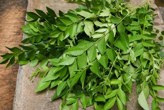beneficios de kadi patta para la diabetes