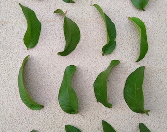 Feuilles de goyave séchées - Omura biologique, feuilles de goyave fraîches cueillies à la main pour le thé, feuilles biologiques directement de l'arbre, feuilles de thé