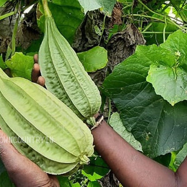 Fresh Cluster Ridge Gourd: Nutritious and Versatile Indian Vegetable